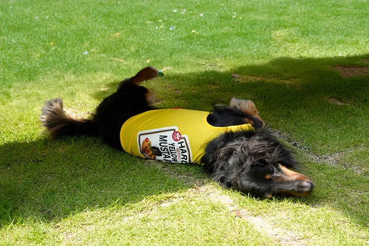 二代目田舎AWAY庭